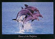 Dolphin Poster