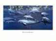 Bottlenose Dolphin