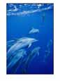 A group of spotted dolphins swim near the oceans surface