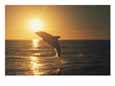 A dusky dolphin, Lagenorhynchus obscurus, leaps from the water