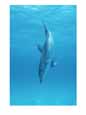 A spotted dolphin does a nose dive off the coast of Grand Turk Island