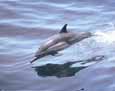 Racing Dolphin