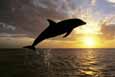 Ascent of The Dolphin