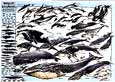 Whales And Dolphins
