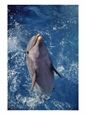 Dolphin Jumping Out of Water