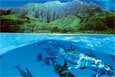 Dolphin Island