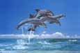Four Dolphins