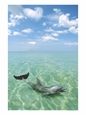 Dolphin, Phuket, Thailand
