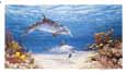Dolphin World
