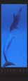 Delphinus