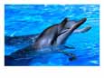 Dolphins With Heads Out Of Water., Hamilton Island, Queensland, Australia