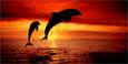 Bottlenose Dolphins, The Caribbean