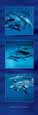 Dolphin Journey II