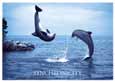 Synchronicity - Dolphins
