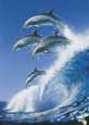 Dolphins