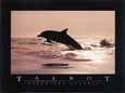 Delphinus Delphis