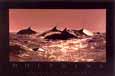 Dolphins