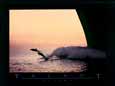 Flight (Un Mare D'amore)