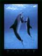 Danse Des Dauphins