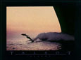 Flight