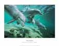 Bottlenose Dolphins, Hawaii
